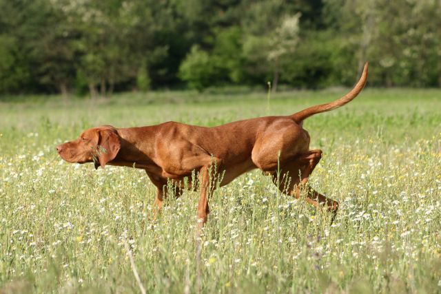 Image d'un chien